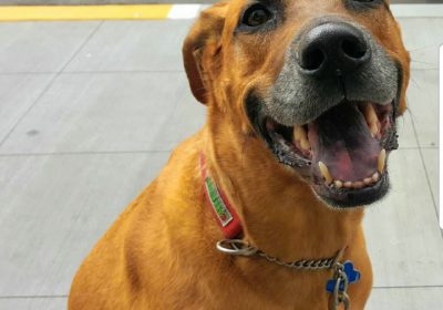 happy dog, dog obedience training, Bark Busters San Diego